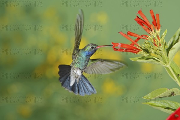 Broad-billed Hummingbird Cynanthus latirostris Amado, Arizona, United States 21 August Adult Male