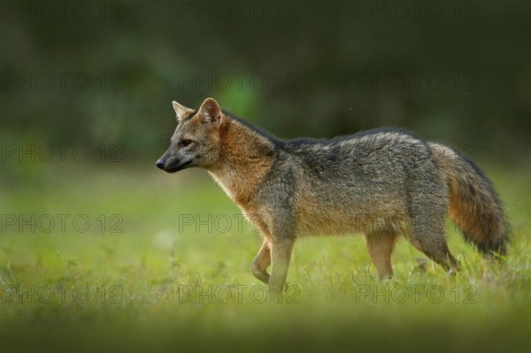 Crab-eating fox, Cerdocyon thous, forest fox, wood fox or Maikong. Wild dog in nature habitat. Face