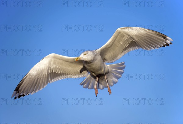 Animals, Birds, Seagulls, Aerial view, blue sky, Seagull, (Larus sp), on the Lofoten Islands,
