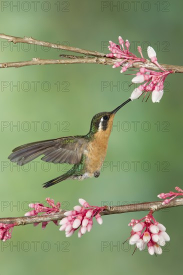 Purple-throated Mountaingem (Lampornis calolaemus) female flying while feeding at a flower, Costa