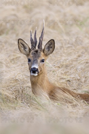 European roe deer (Capreolus capreolus) buck, male with deformed antlers showing distorted spike in