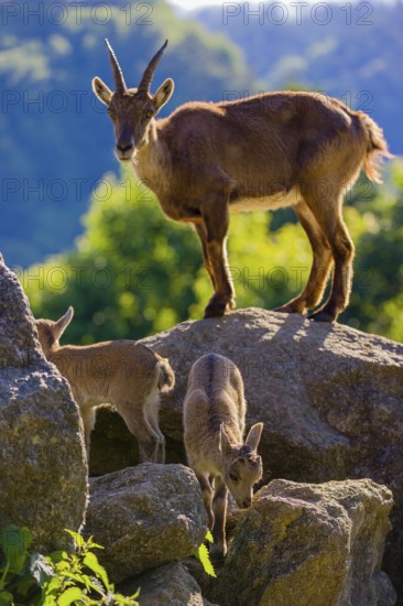 One adult female ibex (Capra ibex) and two of her babies standing on rocks