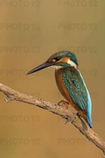 Kingfisher, (Alcedo atthis), animals, birds, kingfisher family, perch, biotope, habitat, Lahavot