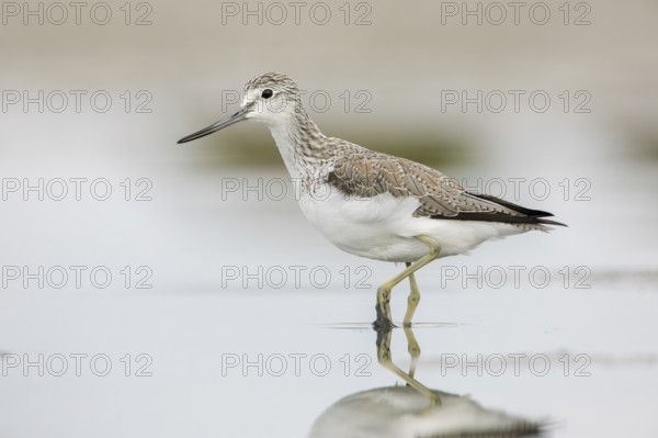 Common Greenshank (Tringa nebularia), Victoria, Australia