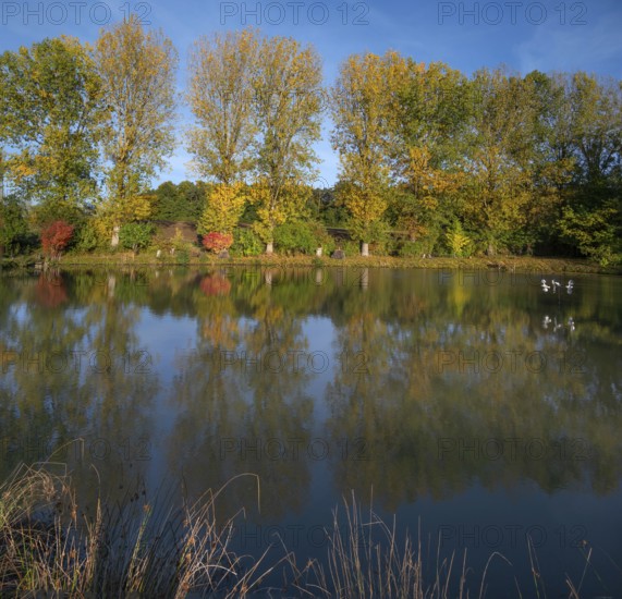 Autumnal poplars (Populus) in front of a carp pond, Beerbach, Middle Franconia, Bavaria, Germany