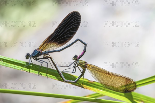 Bronze dragonfly mating wheel, animals, insect, dragonflies, dragonflies, (Calopteryx