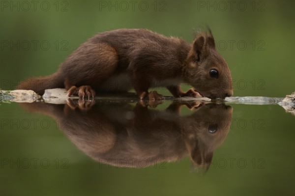 A close-up of a squirrel delicately drinking water from a tranquil lake, capturing nature's serene