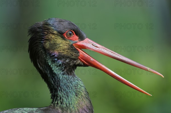 Schwarzstorch (Ciconia nigra), Black Storck, Altvogel mit offenem Schnabel, Portrait, April, Zoo,