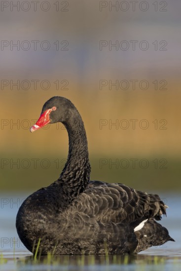 Black swan (Cygnus atratus), swims, waters, biotope, habitat, foraging, swan family, Der Spieß