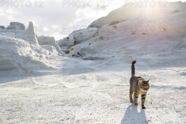 A tabby cat strolls across the moon like terrain of Sarakiniko on the island of Milos, Greece,