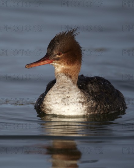Red-breasted Merganser (Mergus serrator) female, Mecklenburg-Western, Pomerania, Germany