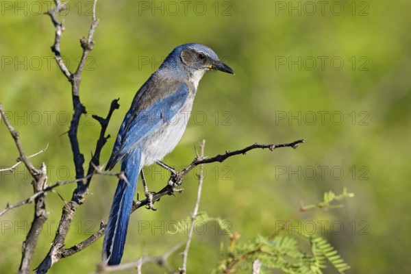 Woodhouse’s Scrub-Jay Aphelocoma woodhouseii Portal, Cochise County, Arizona, United States 25 May