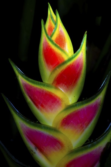 Heliconia (Heliconia wagneriana), flowering at night, tropical rainforest at night, Heredia