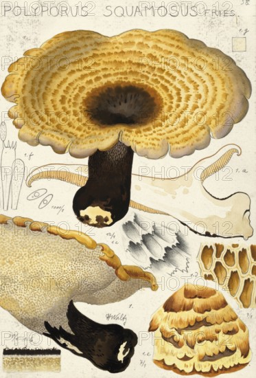 Mushroom, fungi, dryad's saddle, Cerioporus squamosus, syn. Polyporus squamosus, authentic