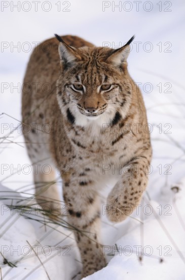 A close-up of a lynx in the snow, the gaze focussed and determined, Carpathian lynx (Lynx lynx