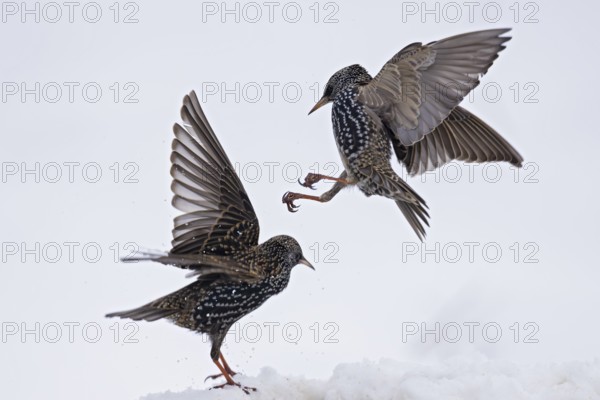 Starling (Sturnus vulgaris), close-up, two adult birds attacking each other in flight in an