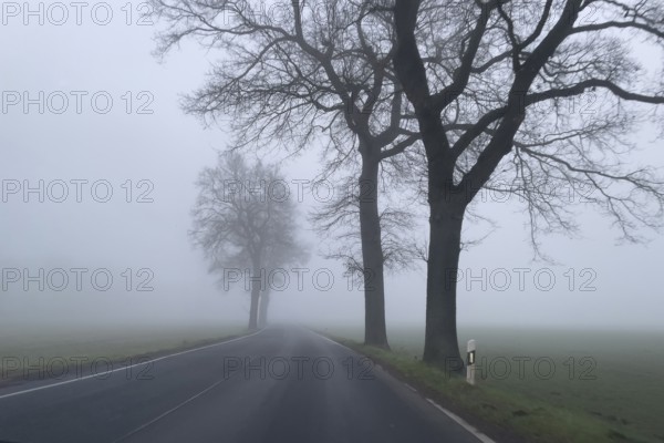 Driver's perspective view of foggy, foggy country road with trees next to the road in thick fog in