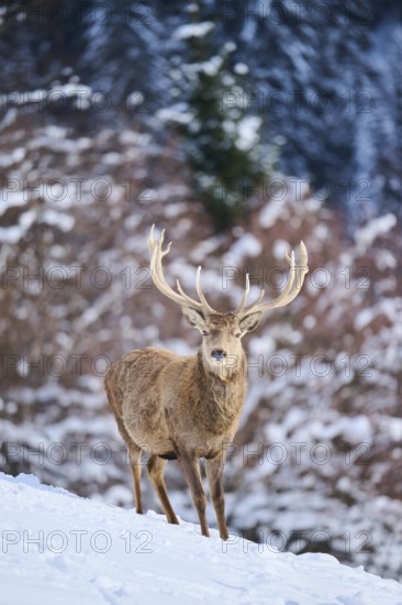 Red deer (Cervus elaphus) stag on a snowy meadow in the mountains in tirol, Kitzbühel, Wildpark