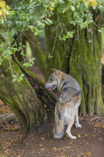 One adult male eurasian gray wolf (Canis lupus lupus) standing in front of an old split tree at a