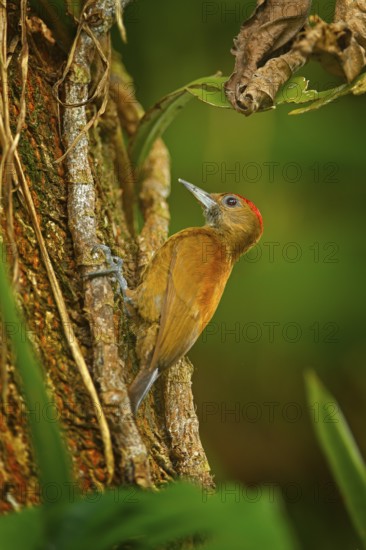 Smoky-brown Woodpeckerl, Leuconotopicus fumigatus sitting on branch with nesting hole, brown and