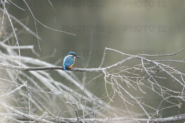 A vibrant kingfisher sits on a bare twig overlooking a serene, misty lake, displaying its vivid