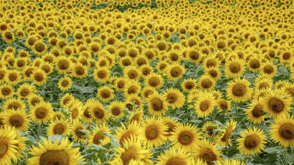 A vibrant field densely packed with blooming sunflowers, showcasing petals of yellow and rich brown
