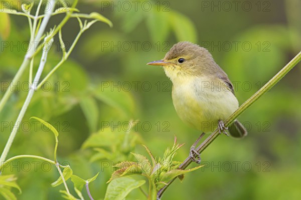 Orpheus warbler, (Hippolais polyglotta), Hypolaïs polyglotte, animals, birds, songbirds, reed