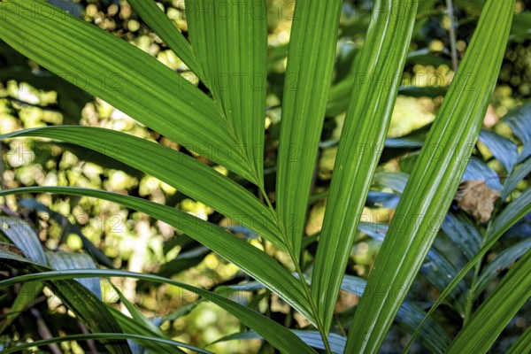 Dense tropical foliage with strong green leaves and sunrays in the background, Kentia palm (Howea