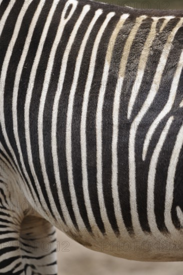 Close-up of zebra skin with high-contrast stripe pattern and soft texture, Grevyzebra (Equus