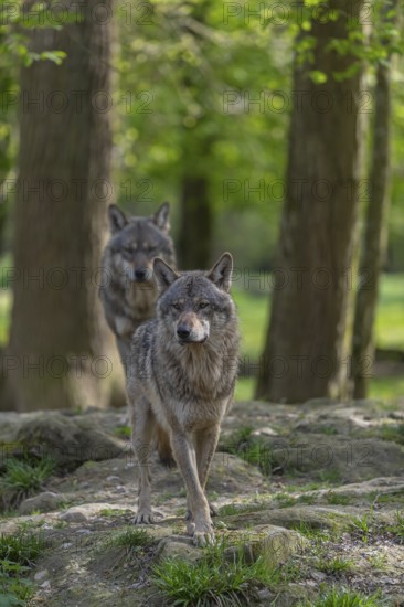 Two eurasian gray wolves (Canis lupus lupus) standing in an open forest, showing social behaviour.