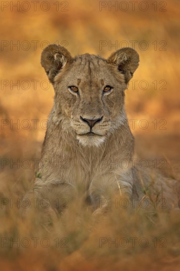 African lion the grass, with beautiful evening light. Wildlife scene from nature. Animal in the