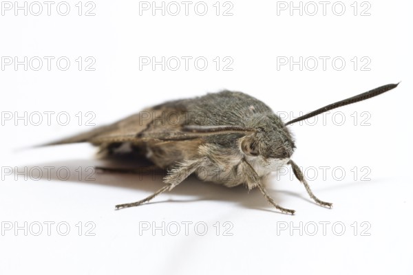 Hummingbird Hawk-Moth (Macroglossum stellatarum), on white background, Galicia, Spain
