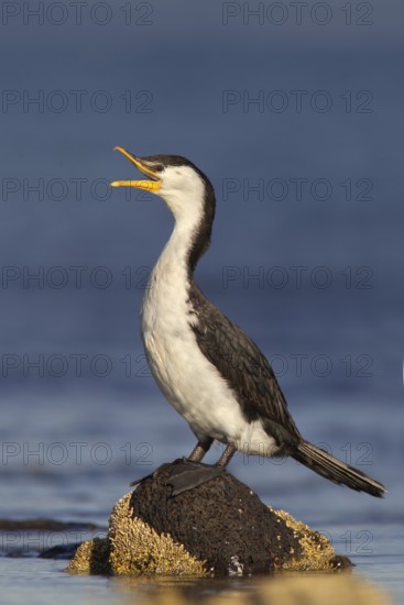 Little Pied Cormorant (Microcarbo melanoleucos), New South Wales, Australia