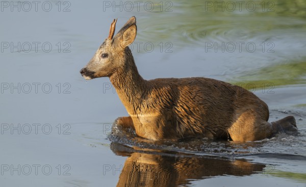 Roe deer (Capreolus capreolus), young roebuck running through the shallow water zone of a lake,