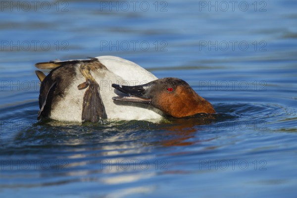 Canvasback Aythya valisineria Tucson, Pima County, Arizona, United States 13 February Adult Male
