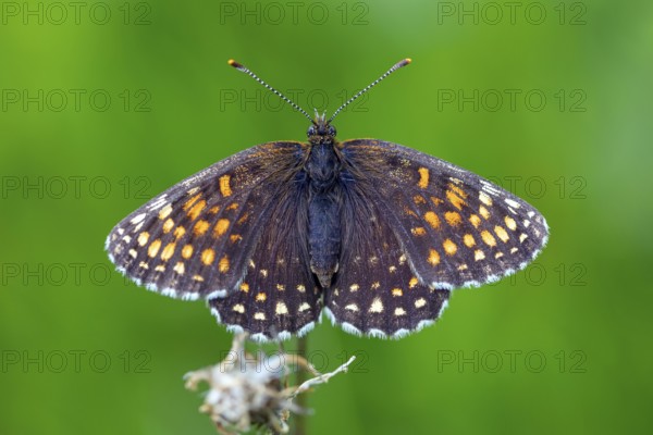 Valerian Fritillary, Silver Fritillary, (Melitaea diamina), butterfly, butterfly family,