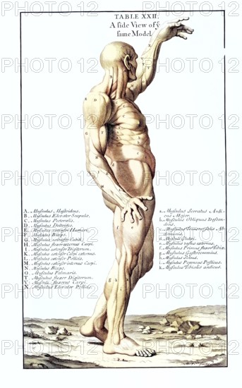 Anatomy, symbolic, man, side view from behind of the gladiator in the Villa Borghese, Rome, Italy,