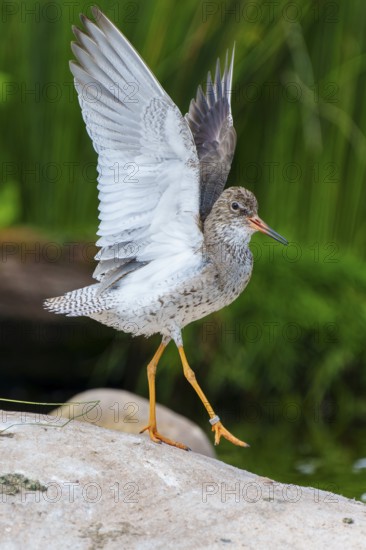 Bird with spread wings on a stone in a natural environment by the water, Redshank, (Tringa