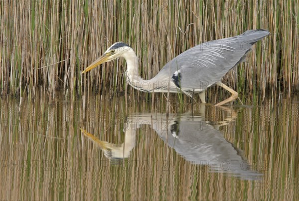 Grey grey heron (Ardea cinerea), Foraging, Boat Trip, Tiszaalpár, Kiskunsági National Park,