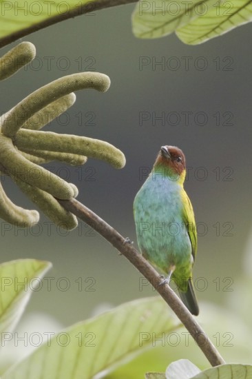 Bay-headed Tanager (Tangara gyrola), Costa Rica