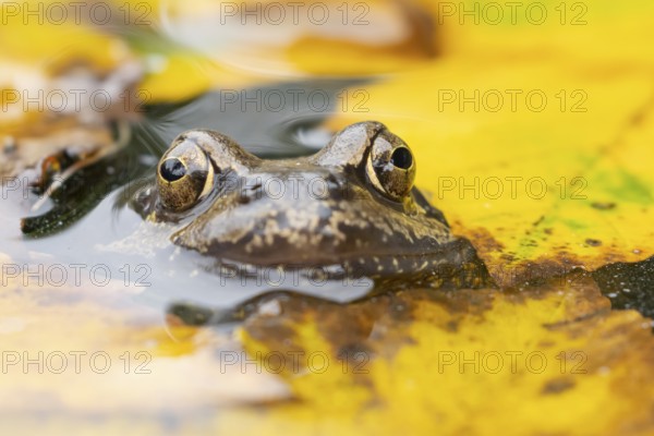 Common frog (Rana temporaria) adult amphibian on the water surface of a pond with fallen autumn