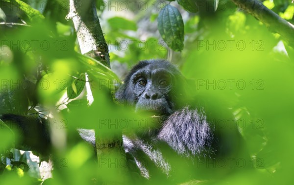 Chimpanzee (Pan Troglodytes), adult male in a tree between leaves, Murchison Falls National Park,