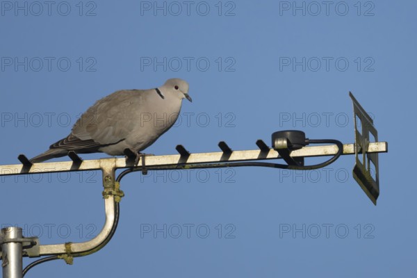 Collared dove (Streptopelia decaocto) adult bird on an urban house television aerial, England,
