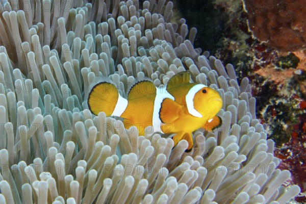 A single Ocellaris Clownfish (Amphiprion ocellaris) wriggling through a sea anemone, dive site