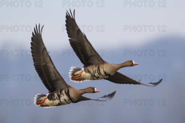 Greater White-fronted Goose (Anser albifrons) flying, North Rhine-Westphalia, Germany