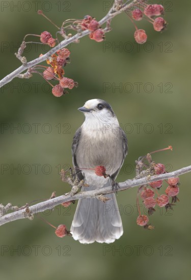 Grey Jay (Perisoreus canadensis) perched on a branch, Alaska, USA