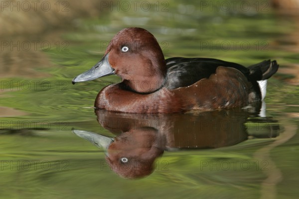 Ferruginous Duck (Aythya nyroca), Arizona, USA