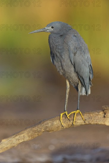 Bellied Heron, (Egretta ardesiaca), standing on a branch looking for prey, Gambia, Africa,