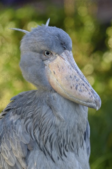 Shoebill (Balaeniceps rex), Occurrence in Africa, captive, animal portrait, Japan