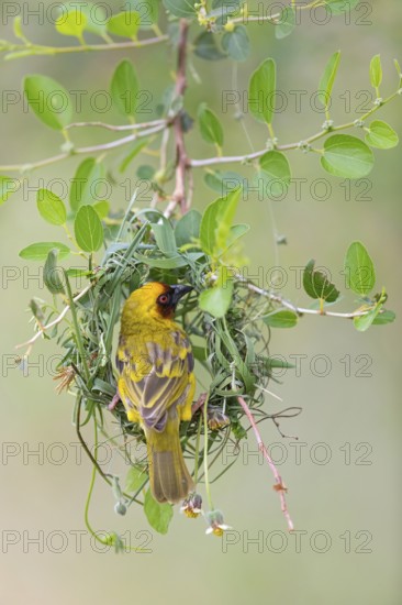 Ruppell's Weaver, Rueppell's Weaver, (Ploceus galbula), weaver bird building a nest, weaver birds,